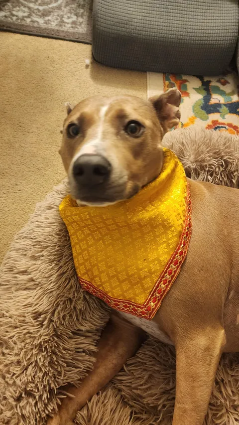 Layla and Ziggy celebrated Diwali by demanding treatos