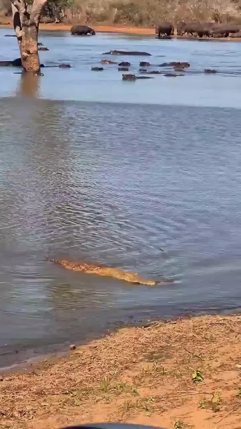 Crocodiles take terrestrial prey into the water, but bring aquatic prey to shore