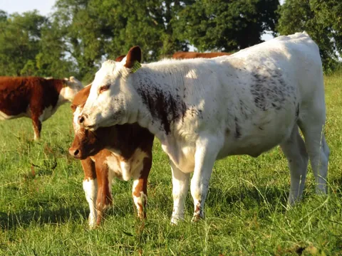 Dandelion is a lot younger than Frankie, but they still get along great with each other!