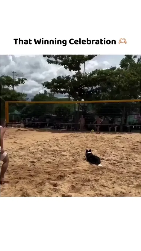 Man's Best Friend also the Best Partner in Beach Volleyball.
