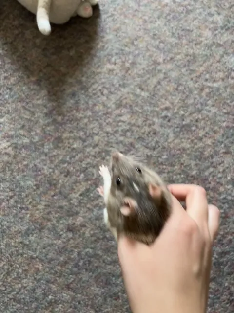 Maxi enjoying some Olympic level flips!