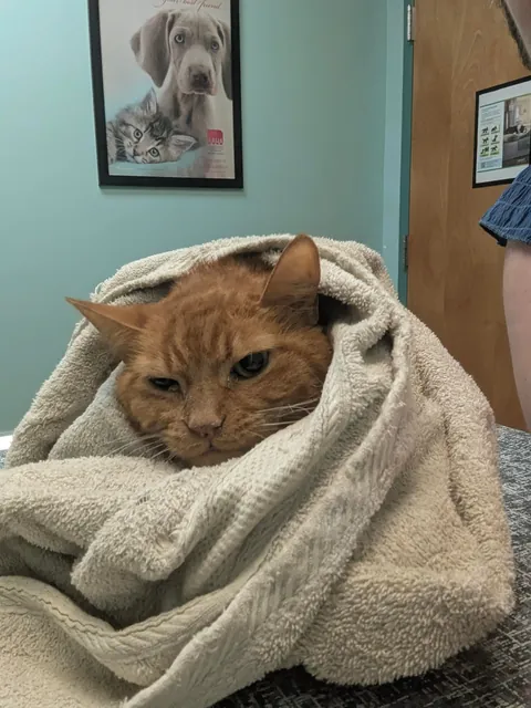 Found his owners and they didn't want him