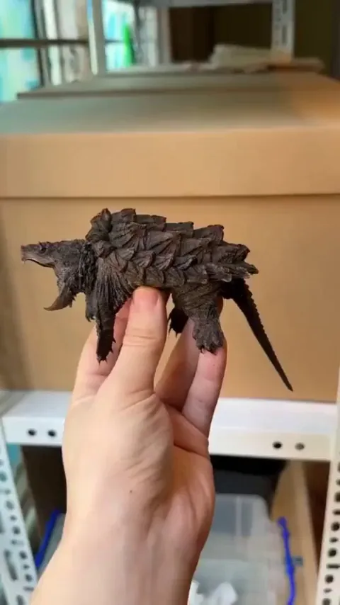 Meet the Fiercest Tiny Turtle You’ve Ever Seen