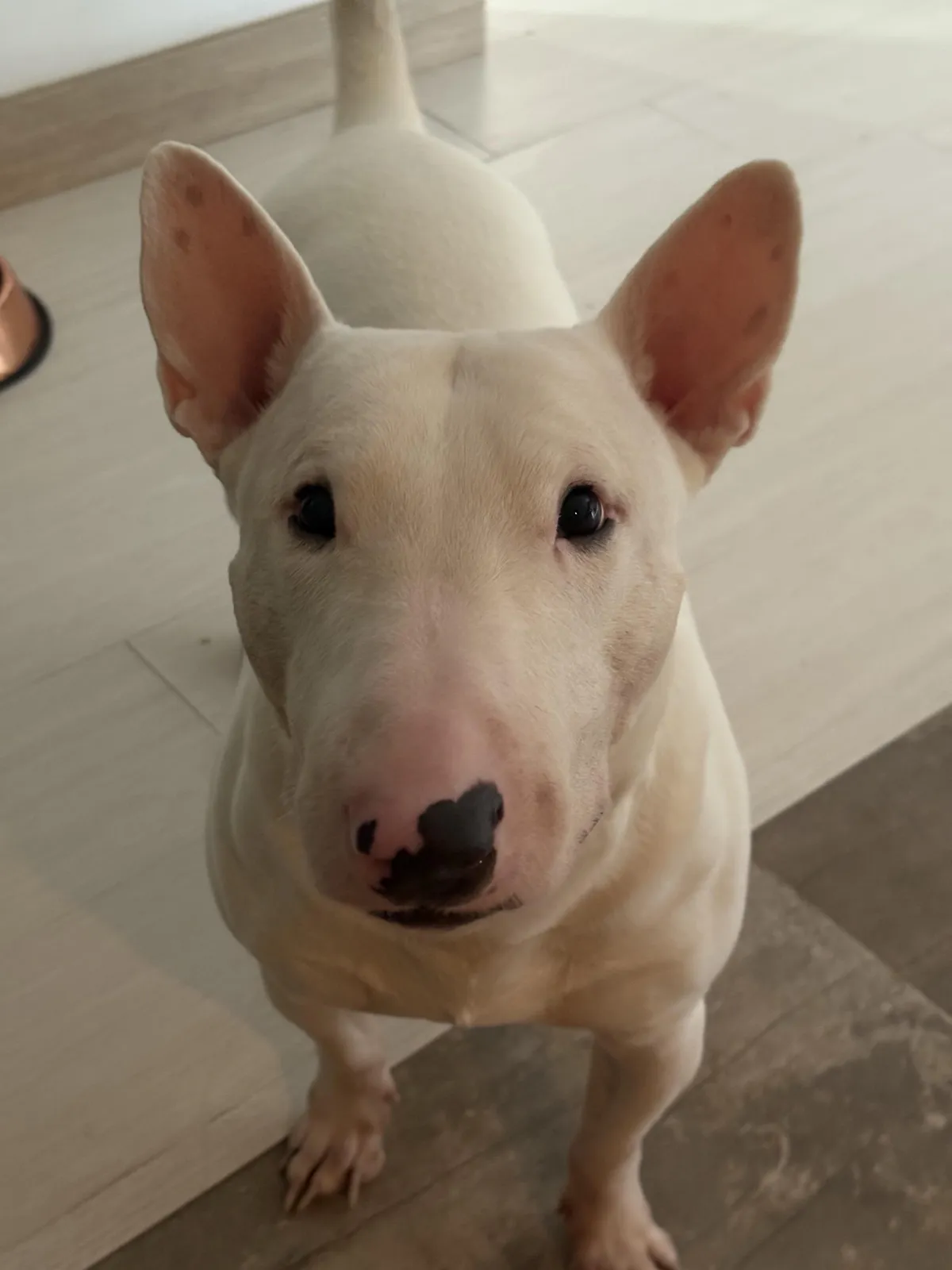 This face has been staring at me for snacks for 15 minutes straight