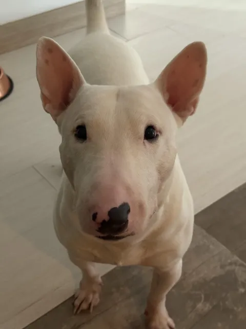 This face has been staring at me for snacks for 15 minutes straight