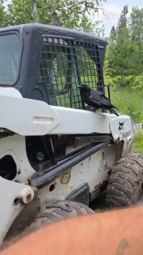 🔥 How to train a raven!