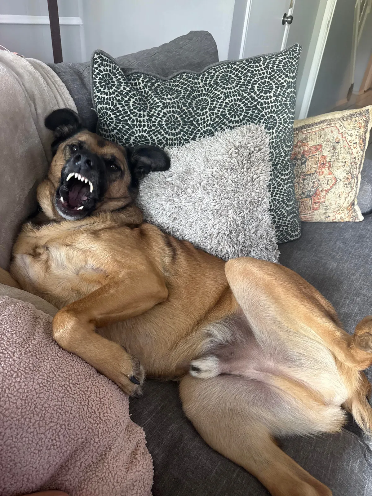 Atticus: a very good boy