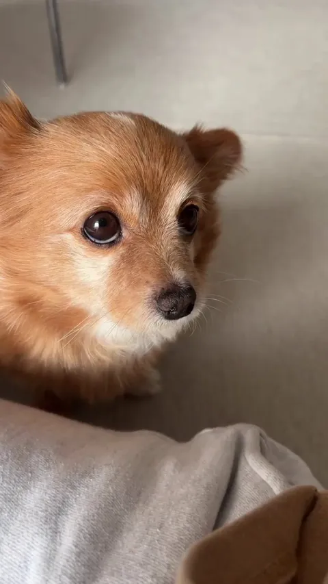 How he is looking and waiting for pet 🐶