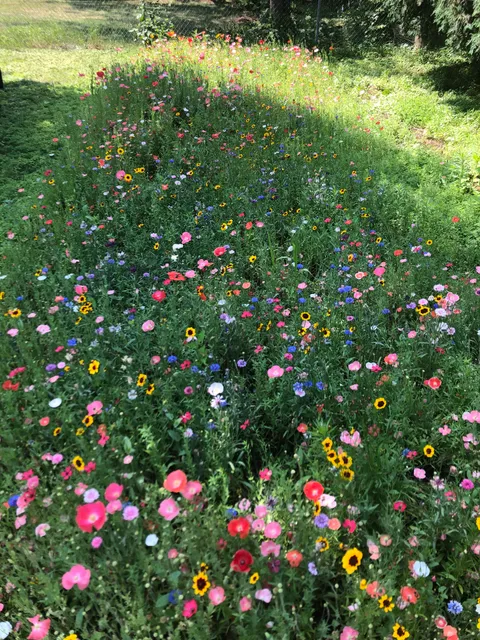 Wildflower patch update