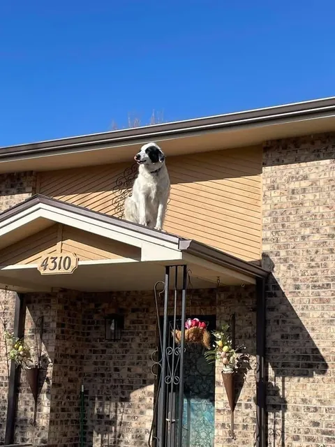 From our local fire department 😂 (he is safely in his back yard)