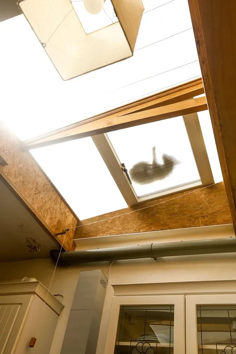 My cozy garden flat in London, featuring my fuzzy friend who slept on the roof