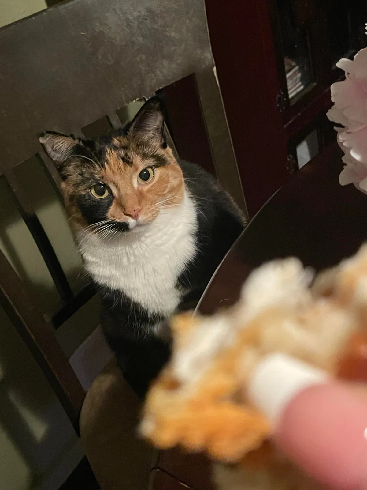 it hurts to know I’ll never know what my adopted cat looked like as a kitten