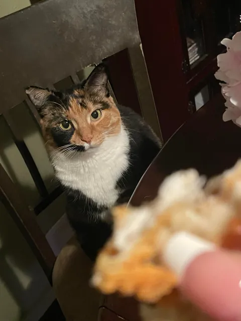 it hurts to know I’ll never know what my adopted cat looked like as a kitten