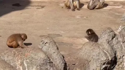 Punch the abandoned monkey has an awful day after being attacked by other monkeys.