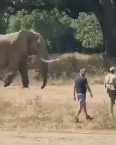 Safari guide stopping a charging elephant with his hand