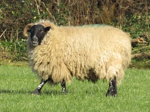 I’ve had Bramble for two years now. He was such a small lamb that I got him for free from a farmer, but he has grown into a very strong boy! I love him so much.