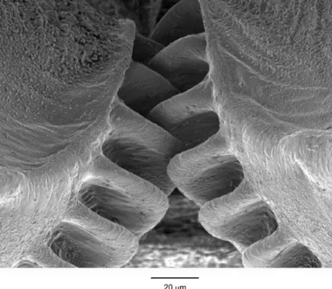 First found mechanical gear in a living creature