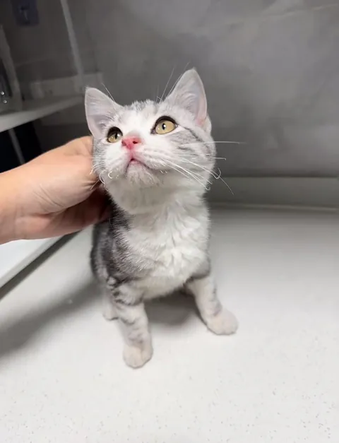 Went for a walk in the park today, and these two little cuties followed me the whole time .So I brought them home with me.