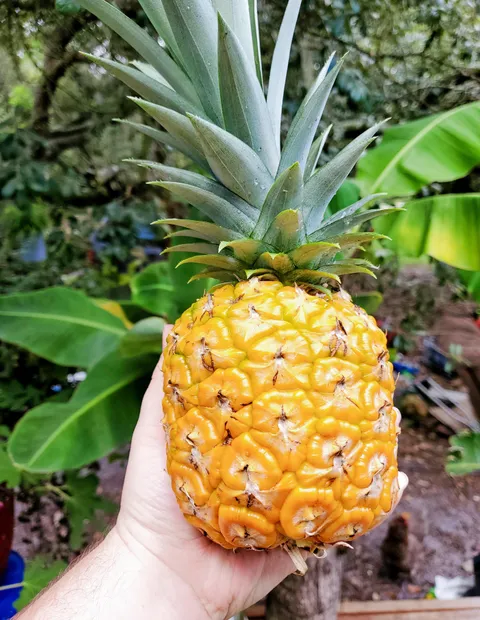 My first pineapple! This was 5+ years in the making.