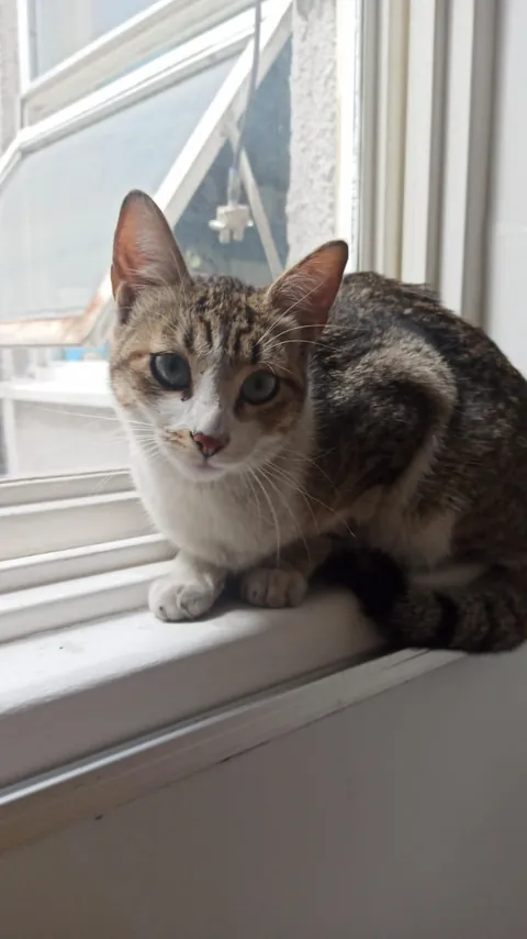 This girl was crying outside my home, decided to open the door and she entered. Any tips? I already have a senior cat living with me