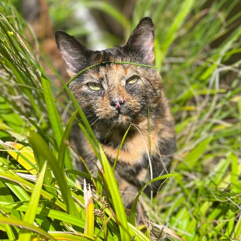 Dumped as a newborn kitten—now she’s my little shadow