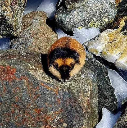 🔥 The Norway Lemming, also known as the fiercest animal on the tundra