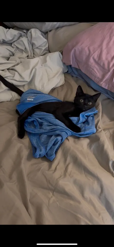 My handsome lil Monkey man😻🖤🖤🖤