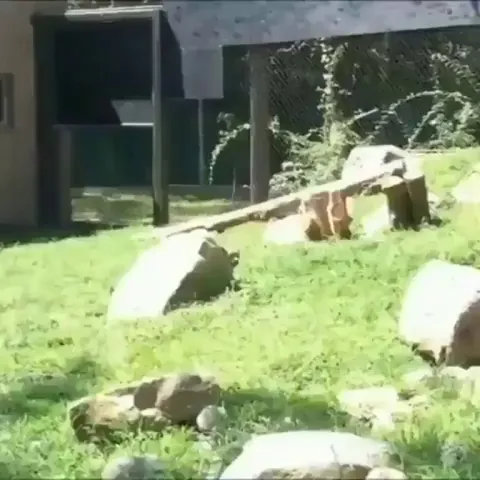Snow leopard mom pretending to be scared when her cub sneaks up on her to encourage them to keep practicing their stalking skills