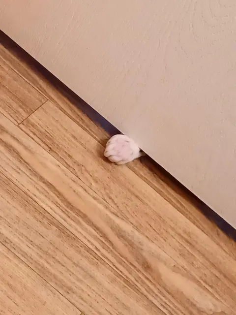 I just wanted to use the toilet