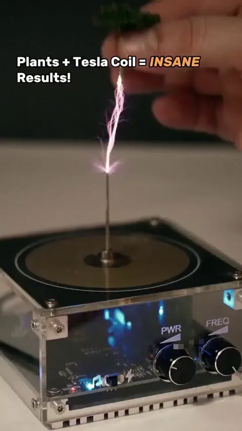 Natural objects reaction to high voltage electricity.