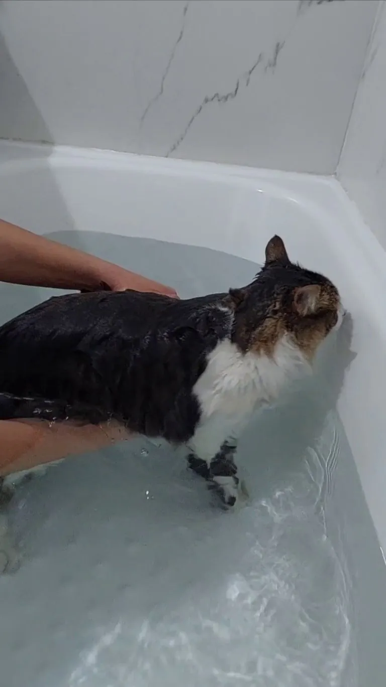 Spa day for my little floof... He didn’t fight the bath—he embraced it