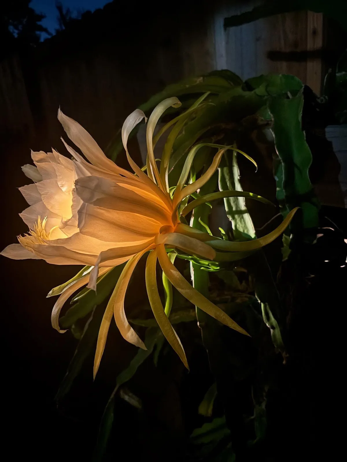 My Dragon Fruit Flowered Last Night