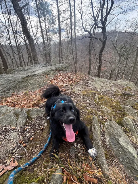 How it started -> How it’s going! Blessed to have found my best friend and adventure partner in a crowded rescue.