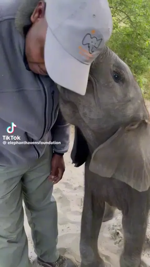 Baby Elephant kissing his human and purring like a cat