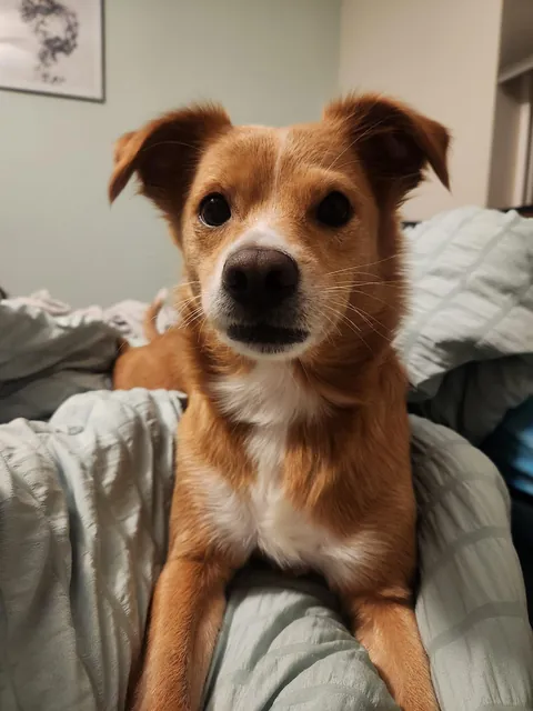 Biscuit all grown! 🥰 vs. 2020 as the wee pup