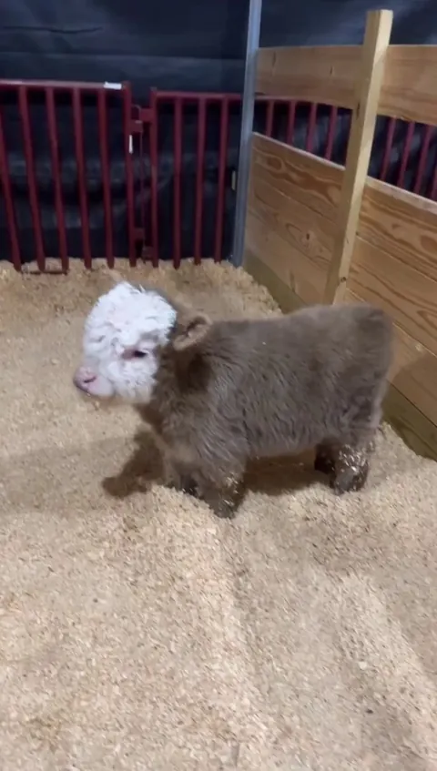 Highland cow baby is probably the most cutest thing I have ever seen