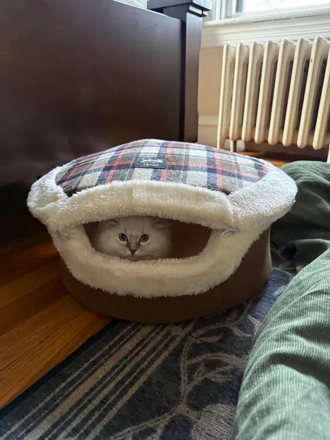 Brought this floof home yesterday.