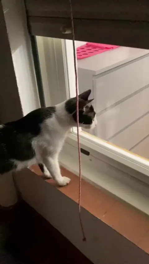 Kitty Learning to be friends with the new sibling