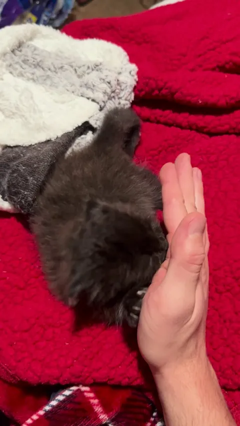 Ever since I rescued Luna after finding her stuck in a bush, she’s decided I’m her mom now