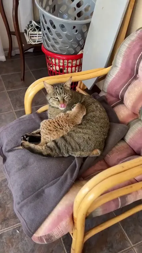 Cat is mother figure to a meerkat