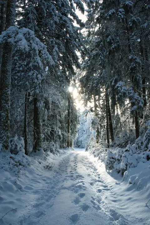 ITAP of snow in the black forest