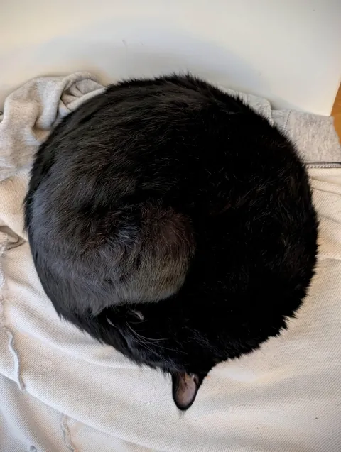 My purrfectly spherical cat 🖤