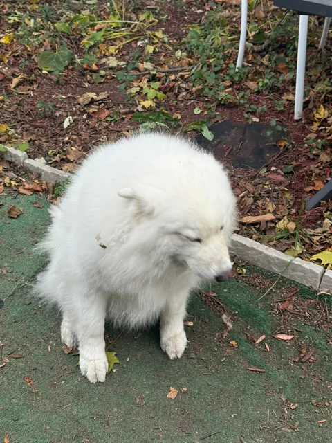 The face one makes when they are caught digging holes and are called a bad girl (no regrats)