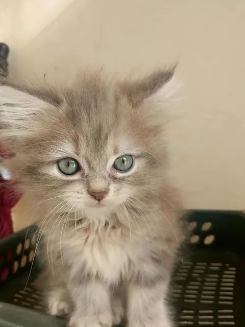 A new baby in the house! What name can we give her