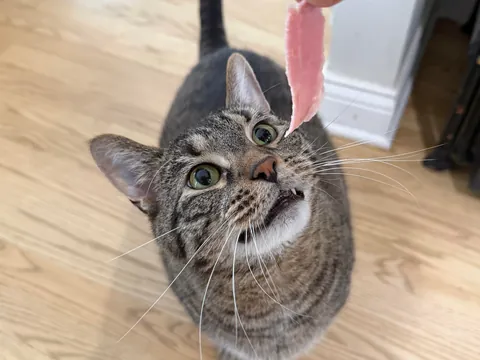 [homemade] hot ham and cheese