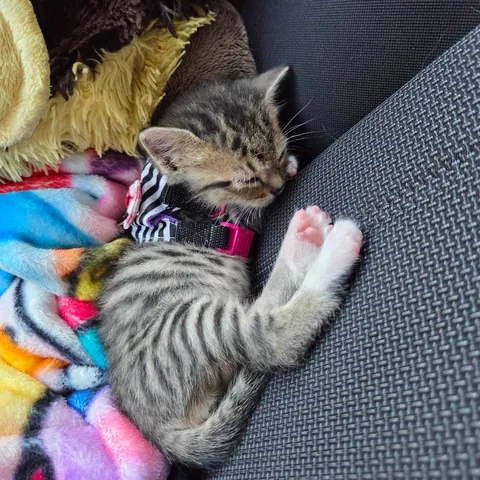 Photo dump of Chimney. The single kitten i found all alone.