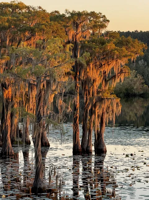 🔥Cypress stand at golden hour