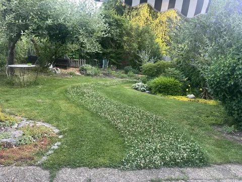 Bee friendly lawn mowing