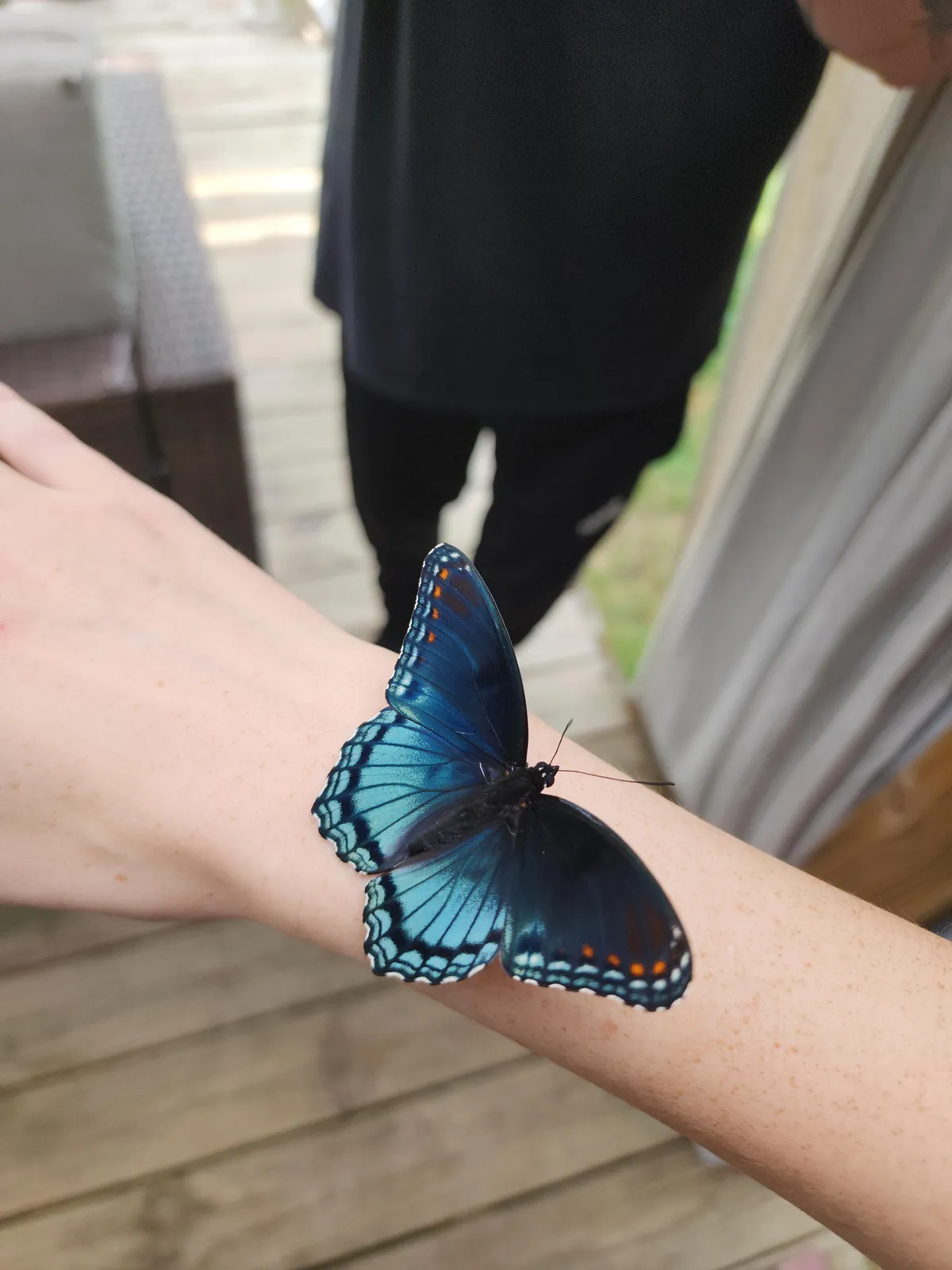 Beautiful butterfly landed on me today