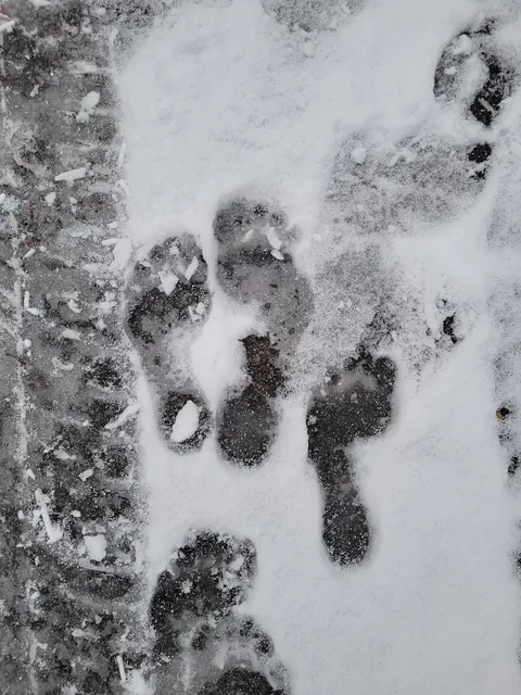 Someone's been out barefeet with a kid in a winters night in our neighborhood